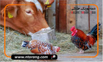 مرغداری بهتر است یا گاوداری؟